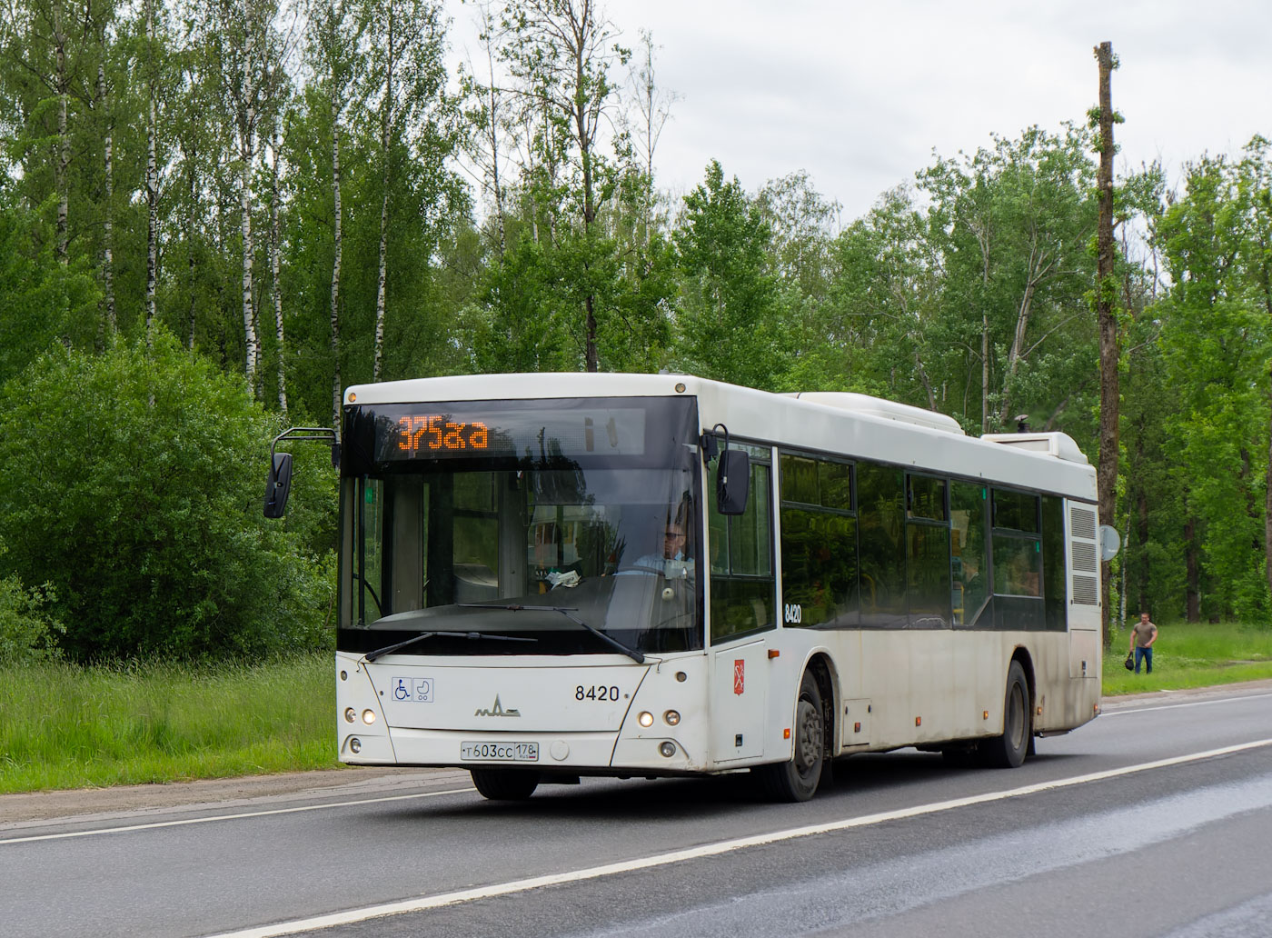 Санкт-Петербург, МАЗ-203.085 № 8420