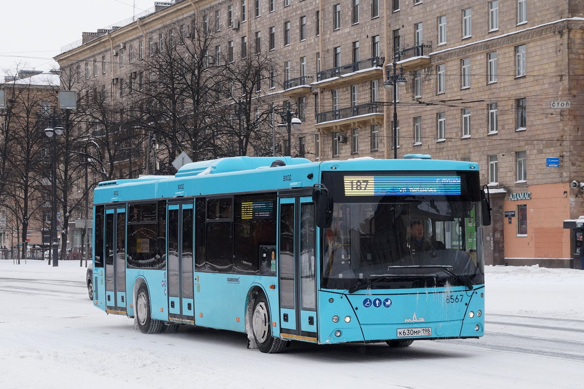 Санкт-Петербург, МАЗ-203.016 № 8567