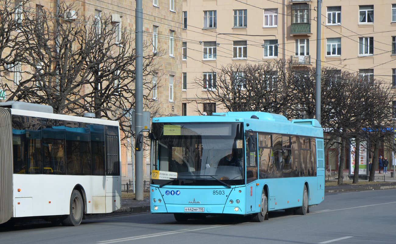 Санкт-Петербург, МАЗ-203.016 № 8503