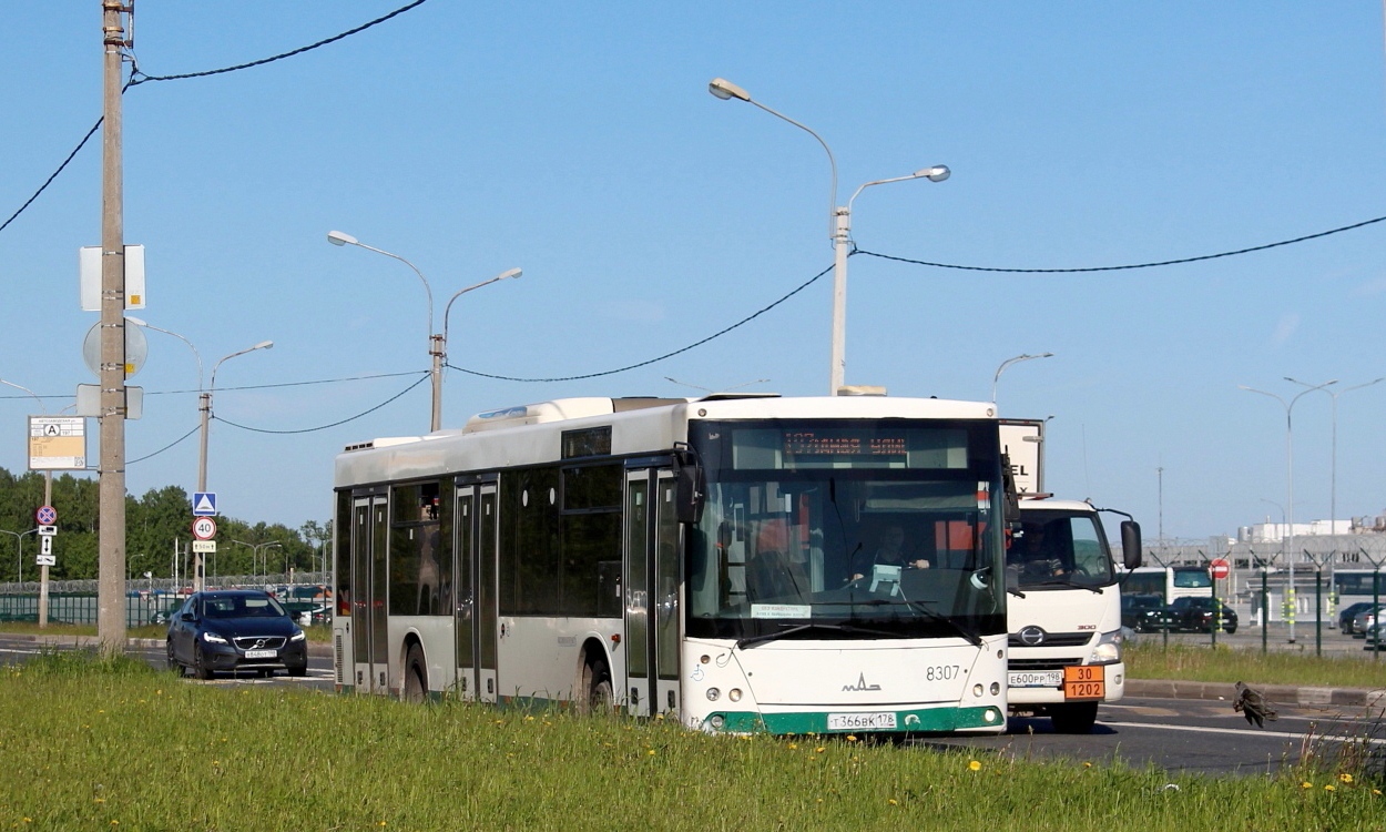 Санкт-Петербург, МАЗ-203.085 № 8307