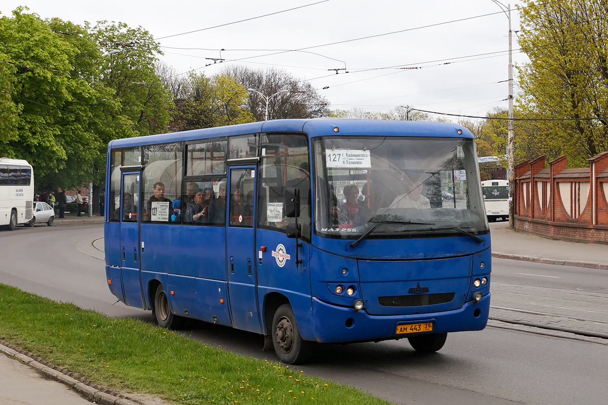 Калининградская область, МАЗ-256.270 № АМ 443 39