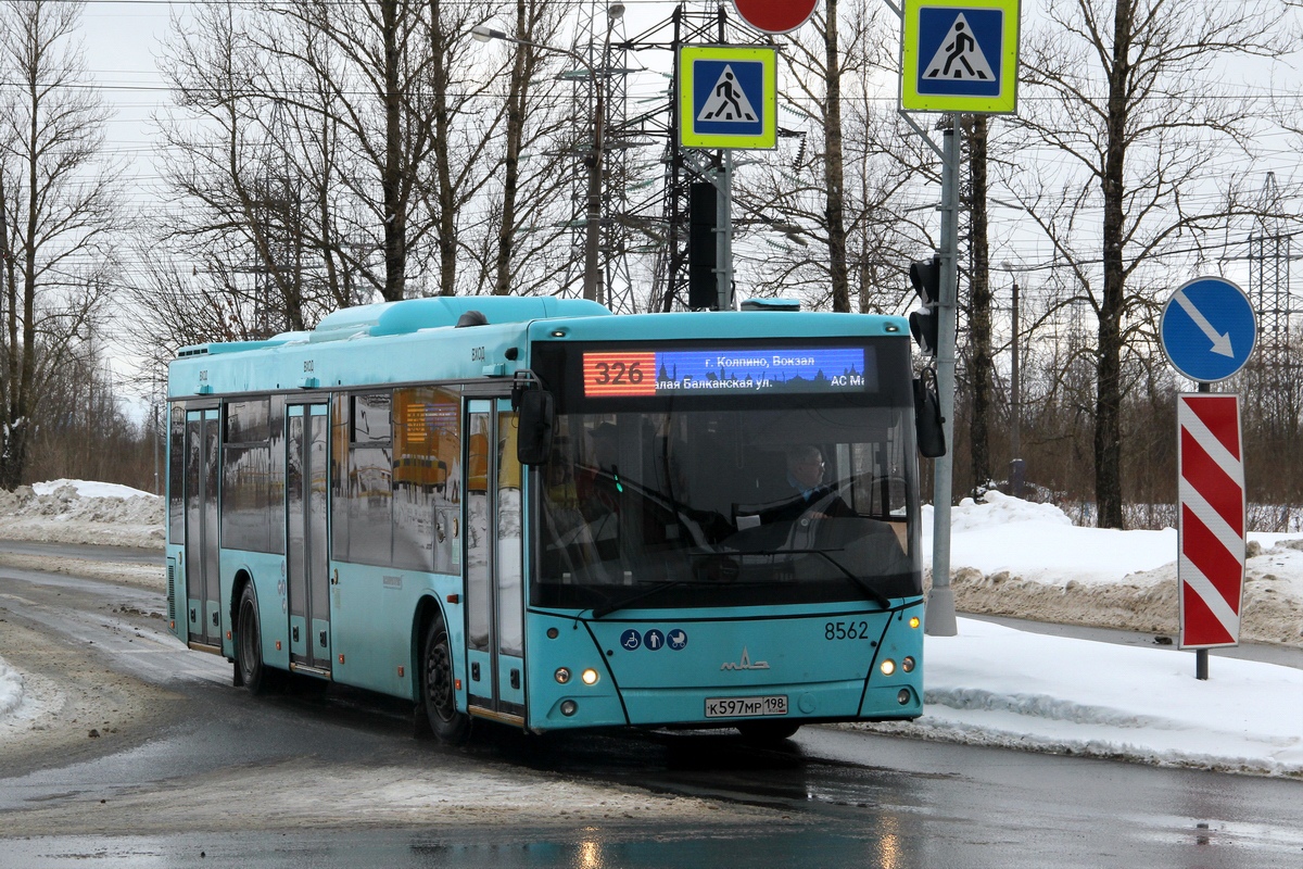 Санкт-Петербург, МАЗ-203.016 № 8562