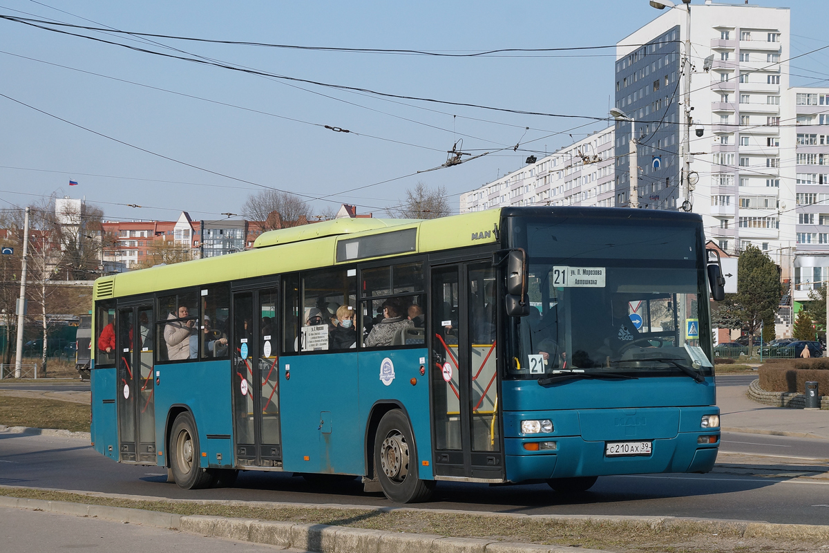Калининградская область, MAN A74 Lion's Classic SL283 № С 210 АХ 39 Калининградская область, MAN A74 Lion's Classic SL283 № С 210 АХ 39