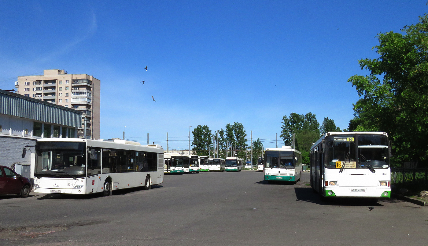 Санкт-Петербург, МАЗ-203.085 № 8214; Санкт-Петербург, ЛиАЗ-5293.53 № 302; Санкт-Петербург — Автобусные станции