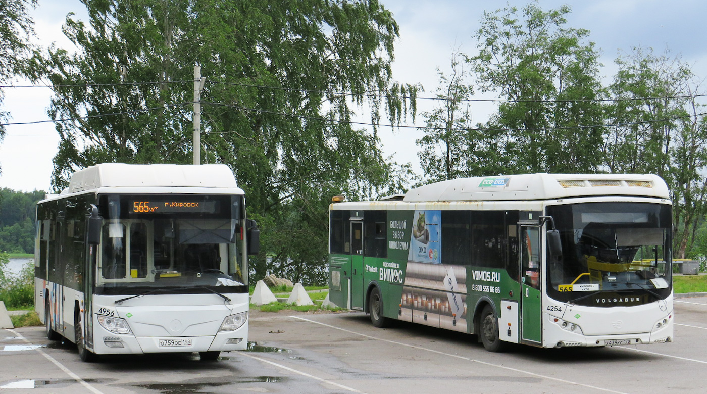 Санкт-Петербург, Lotos-105C02 № 4956; Санкт-Петербург, Volgabus-5285.G2 № 4254