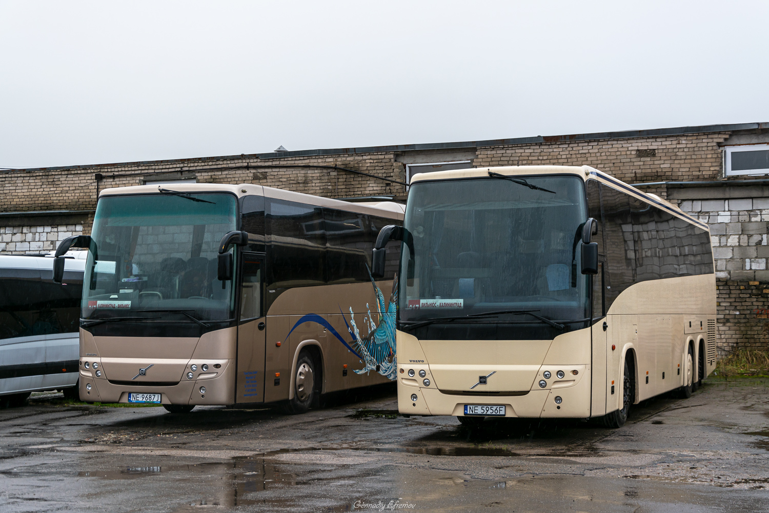 Калининградская область, Volvo 9900 № NE 5956 F