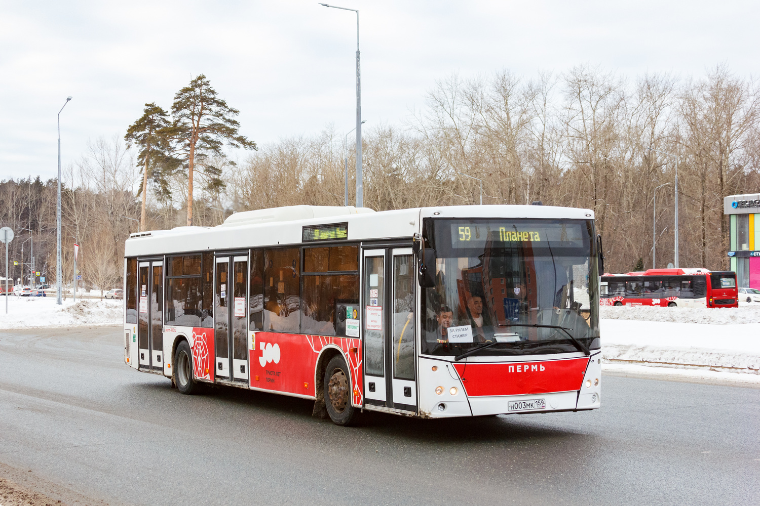 Пермский край, МАЗ-203.016 № Н 003 МК 159