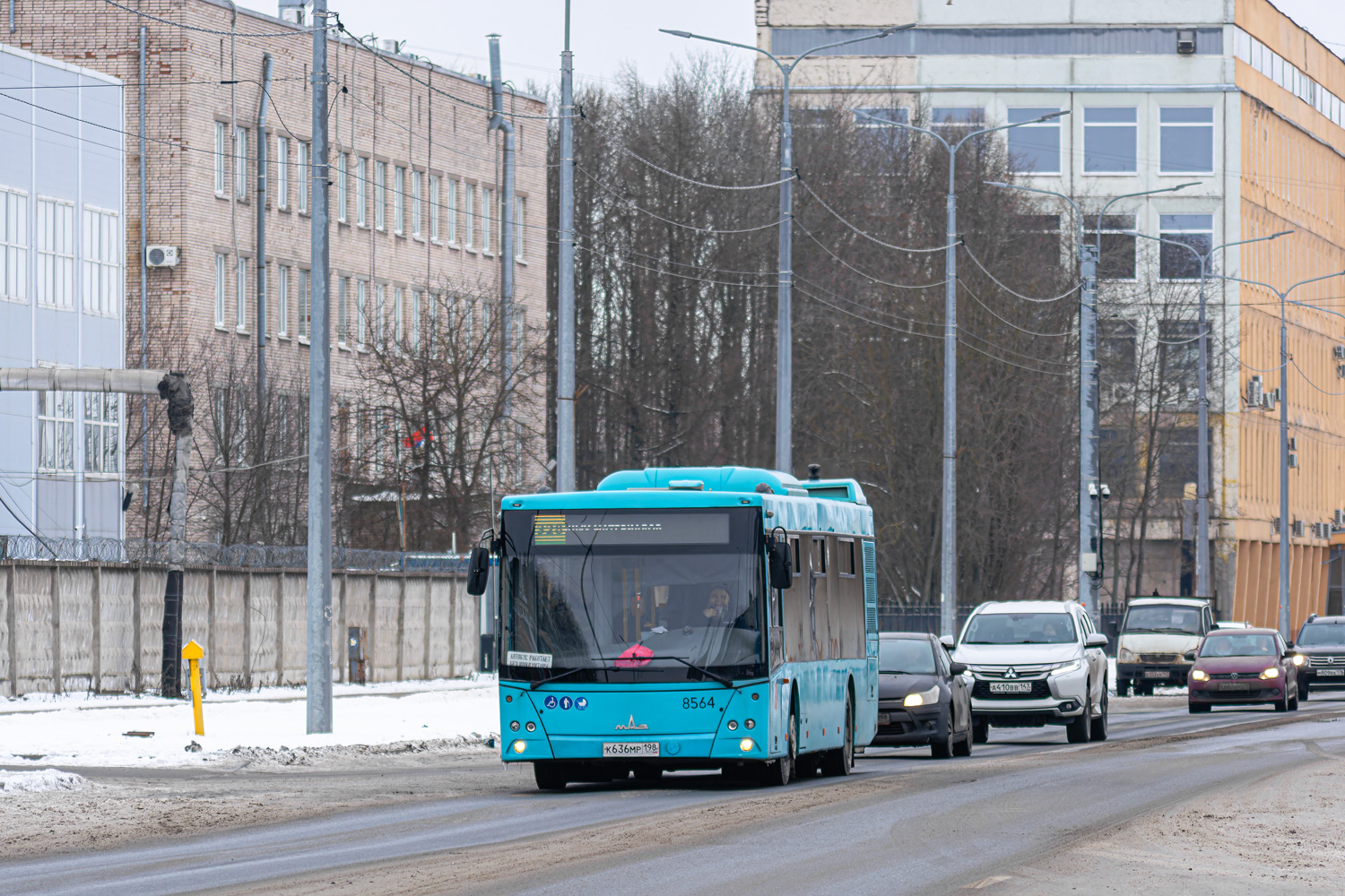 Санкт-Петербург, МАЗ-203.016 № 8564