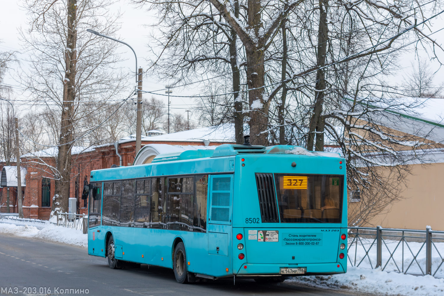 Санкт-Петербург, МАЗ-203.016 № 8502