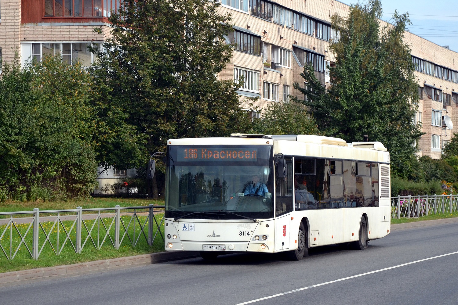 Санкт-Петербург, МАЗ-203.085 № 8114