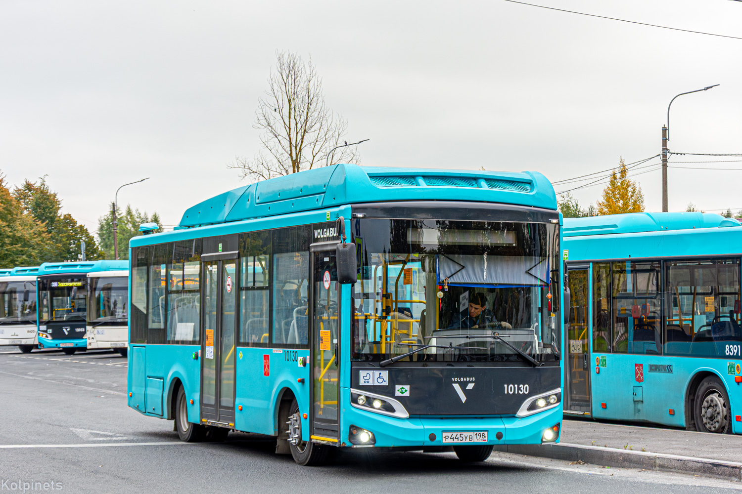 Санкт-Петербург, МАЗ-203.085 № 8113; Санкт-Петербург, Volgabus-4298.G4 (CNG) № 10130