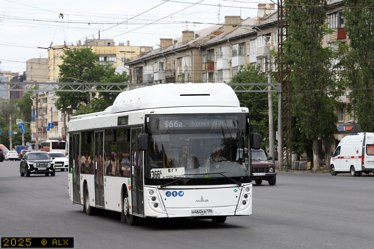 Воронежская область, МАЗ-203.948 № Н 460 КВ 136