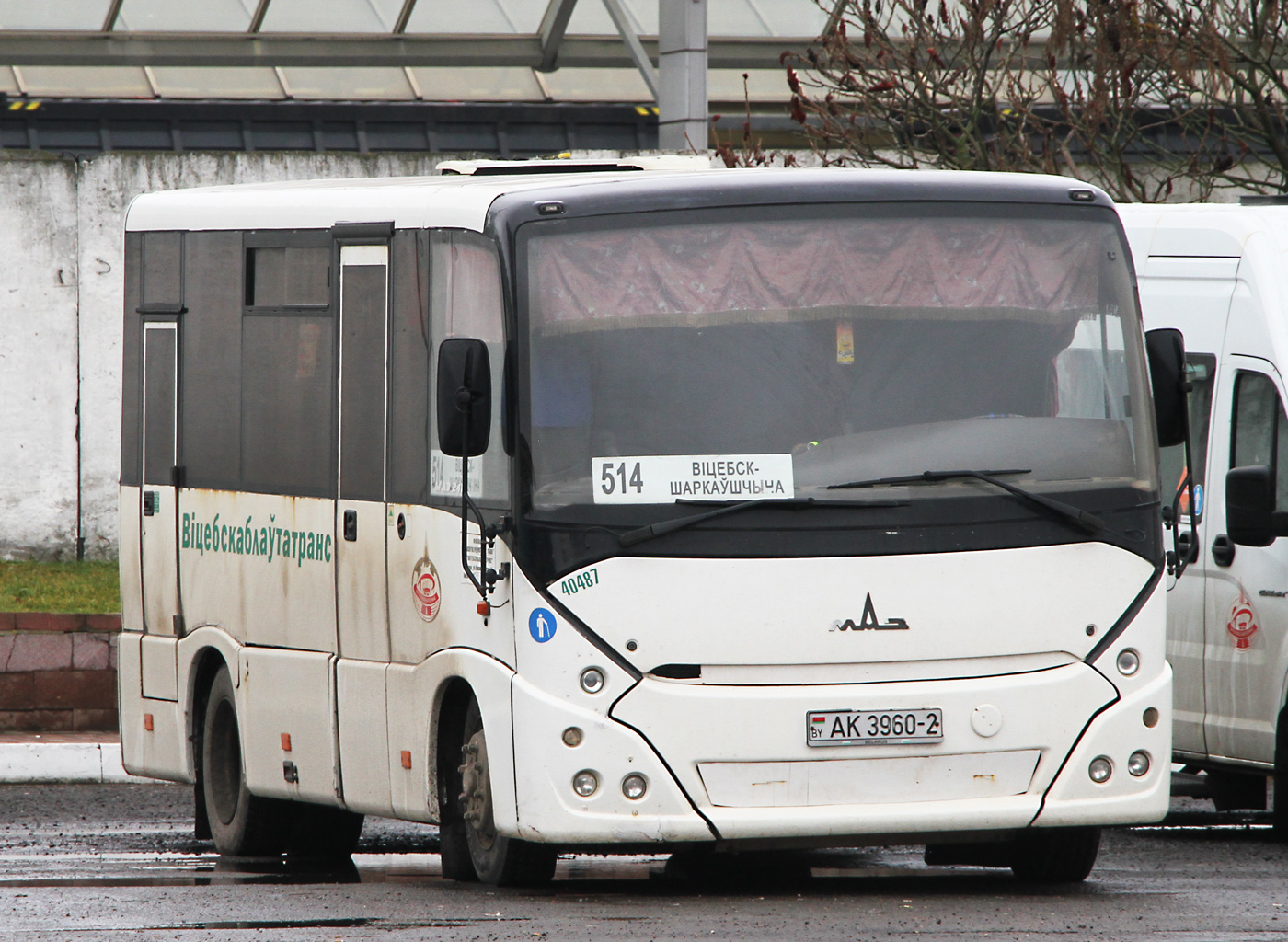 Витебская область, МАЗ-241.000 № 40487